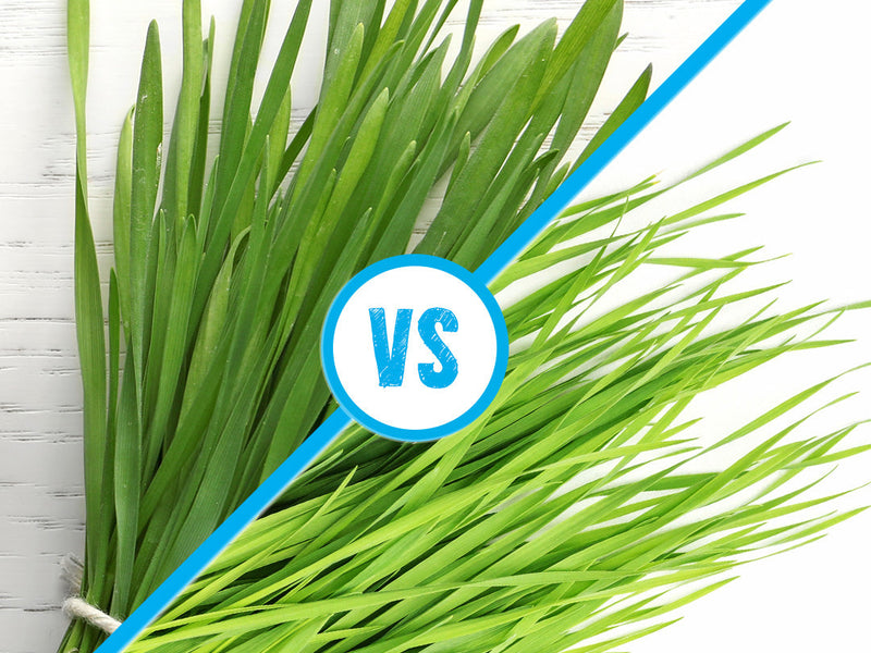 wheatgrass vs barley grass