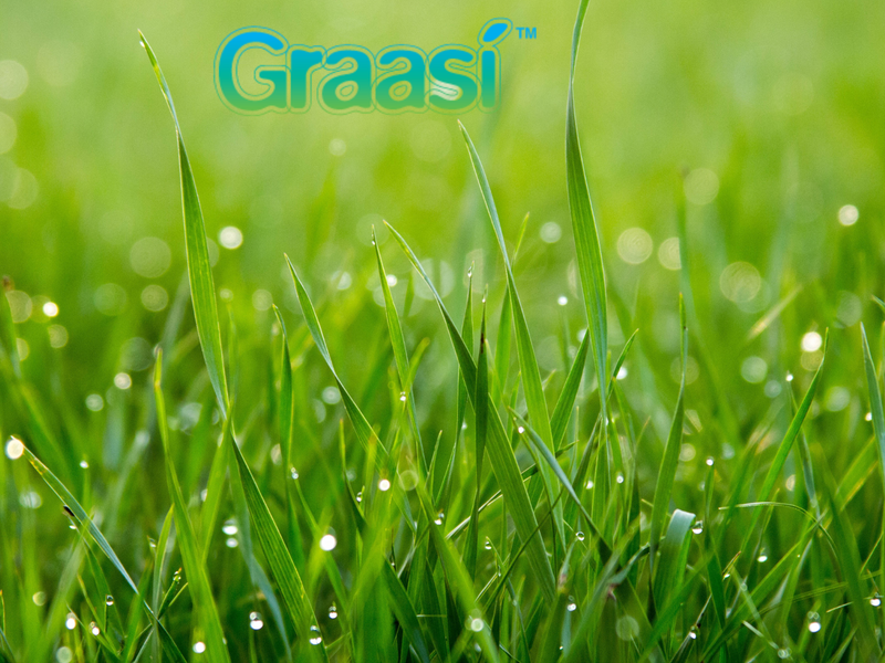 barley grass