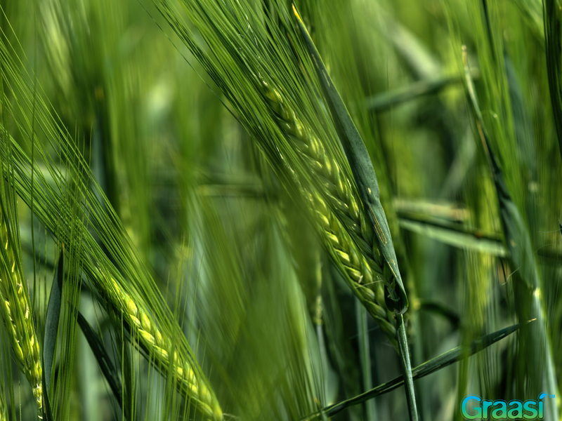 barley grass