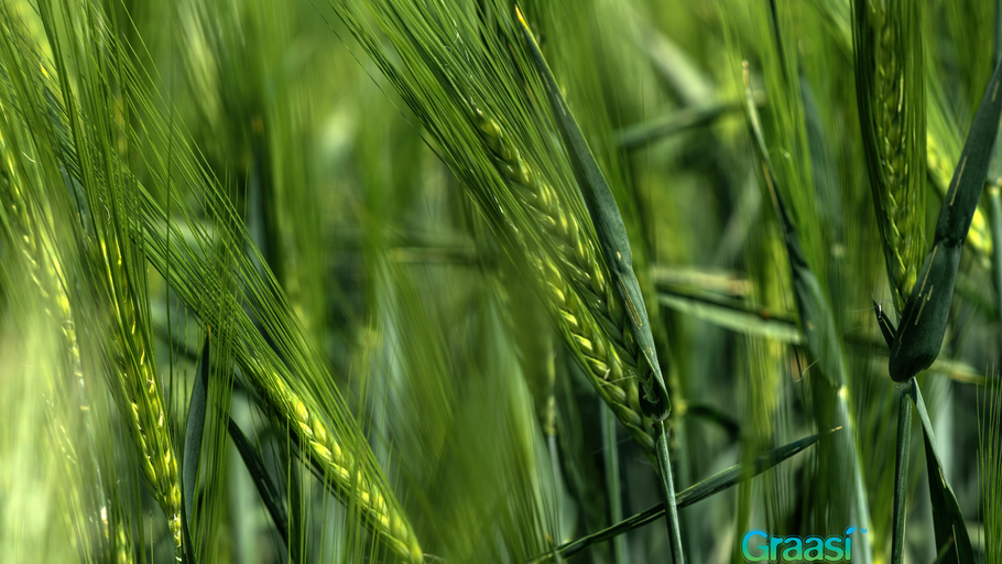 The History of Barley Grass