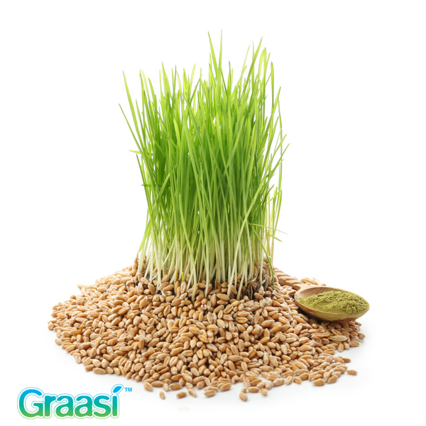The History of Barley Grass