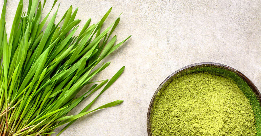 From Ancient Medicine to Modern Wellness: The History of Barley Grass