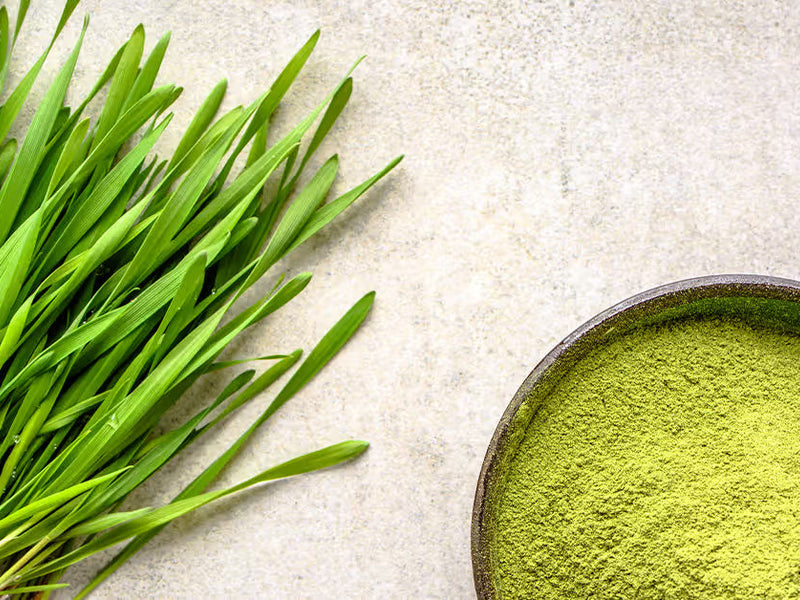 From Ancient Medicine to Modern Wellness: The History of Barley Grass