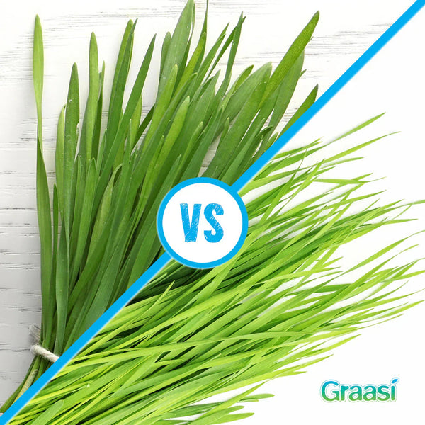 Barley Grass vs. Wheatgrass: Which Packs More Nutrients?