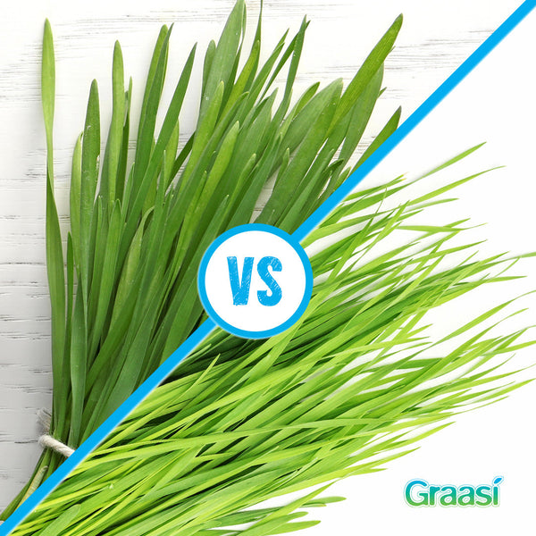 Wheatgrass vs Barley Grass: What's The Difference?